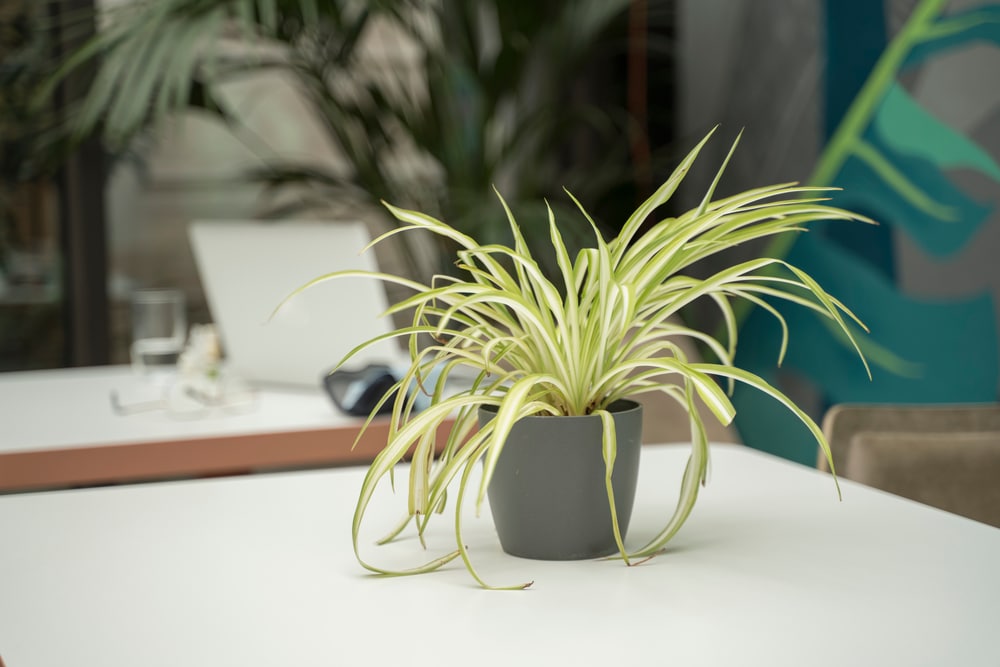 Small Decorative Plant On A White Office Desk