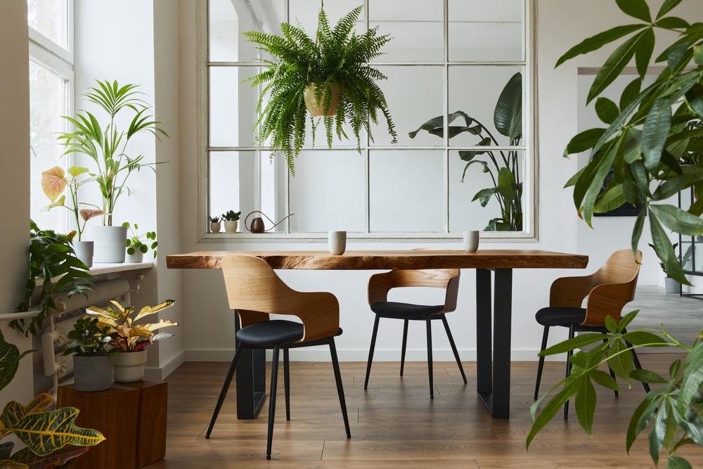 Stylish and botany interior of dining room with design craft wooden table chairs a lof of plants big window