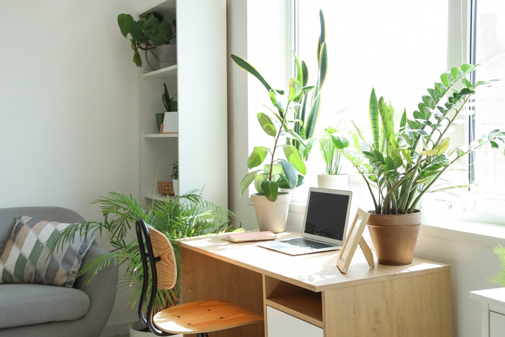 Modern workplace with green houseplants and laptop near window in office